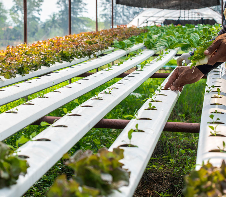 Hydroponics-main