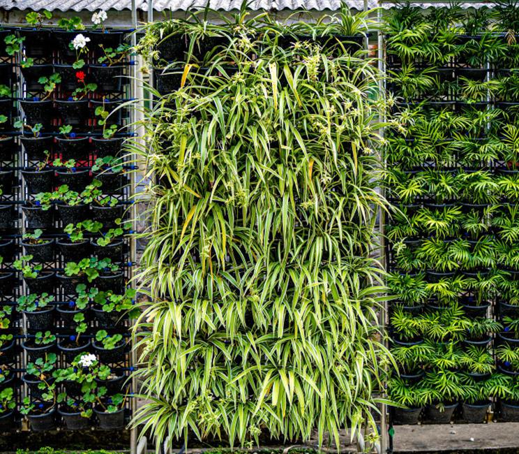 Vertical-garden-main